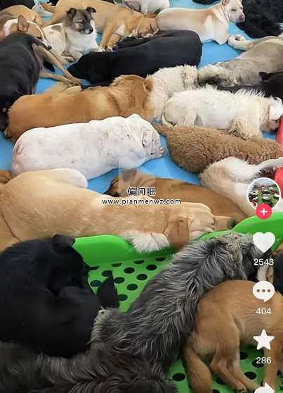 捞偏门利用同情心直播流浪狗赚钱的项目插图